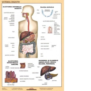 Sistemul digestiv - Plansa didactica A4