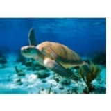 PUZZLES HQ 500 PIESE - Sea Turtle