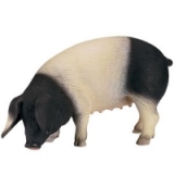 Animale de la tara - Porc de rasa