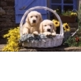 Puzzle 1000 piese - Basket of Puppies (70 x 50 cm)