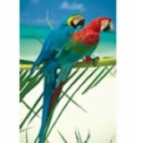 Puzzle 500 High Quality - Parrots (Papagali)
