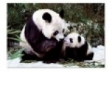 Ursi Panda 1000 piese