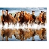 Puzzle 1500 High Quality - Horses (Cai in apa)