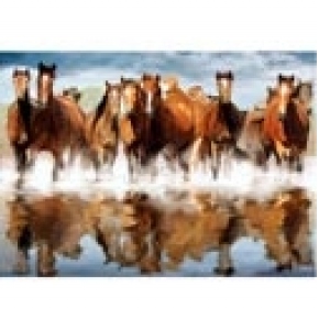 Puzzle 1500 High Quality - Horses (Cai in apa)
