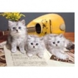 Puzzle 1000 High Quality - Musician cats (Pisicile cantarete)