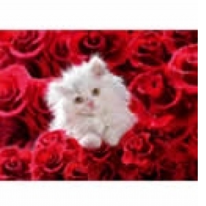 Puzzle 500 My little Friends - Kitten in roses (Pisoi intre trandafiri)