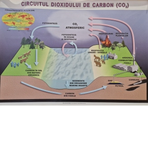 Circuitul dioxidului de carbon in natura (format 1000x700 mm)