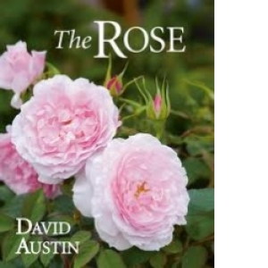 THE ROSE