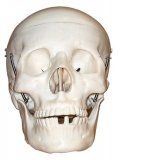 Model Craniu, marime naturala, din 3 parti