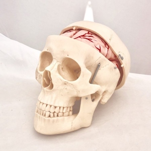 Model Craniu clasic cu encefal, 8 parti