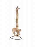 Model Coloana vertebrala cu bazin, flexibila, marime naturala