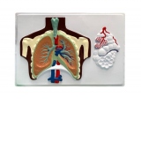 Mulaj Sistemul Respirator, basorelief
