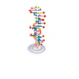 Mulaj Model ADN