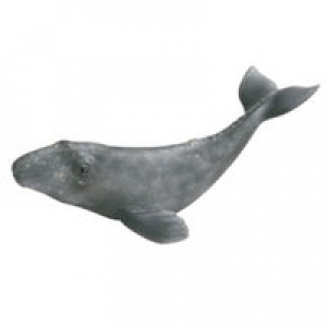 Animale marine (scara 1:32) : Pui de balena gri