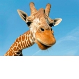 Carte postala ilustrata 3D - Girafa