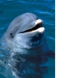 Carte postala ilustrata 3D - Delfin