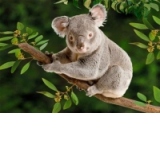 Carte postala ilustrata 3D - Urs Koala