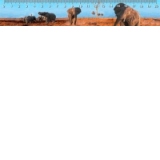 Rigla 20 cm : Elefanti in Botswana (3D)