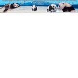Rigla 20 cm : Ursi panda (3D)