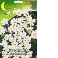 Gypsophila Elegans Bianca