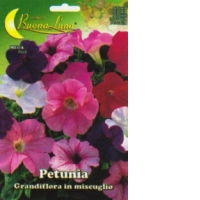 Petunia Greandiflora in miscuglio