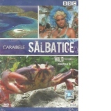 Caraibele salbatice / Wild Caribbean, Partea B (DVD Video)