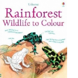 Rainforest Wildlife To Colour