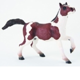 Armasar Paint horse