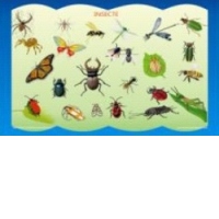 Plansa Insecte