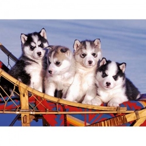 PUZZLE CATEI HUSKY, 500 PIESE