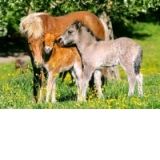 Puzzle 120 piese Ponies in the Meadow 12909