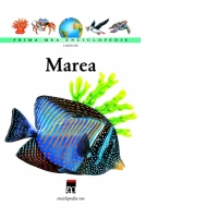 Marea
