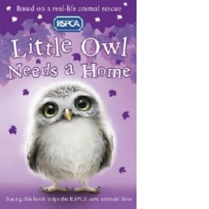 Little Owl Needs A Home