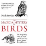 Magic and Mystery of Birds