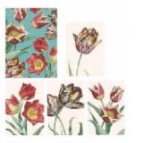 RHS Tulips