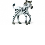 Pui de zebra