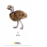 Jucarie Plus Venturelli - National Geographic Emu 44 Cm - AV770769