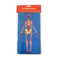 Set didactic - SD028 Scheletul uman DACO