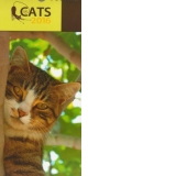 Calendar de perete 2016 cu imagini Cats 14x34 cm, 13 file, spiralat (KI033)