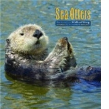 Sea Otters 2017 Wall Calendar