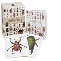 Box of Beetles
