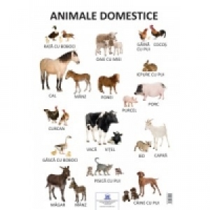 Vezi detalii pentru Plansa Animale domestice 50x70 cm