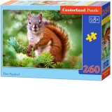 Puzzle 260 piese Pine Squirrel