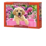 Puzzle 500 piese Labrador Puppy in Pink Box