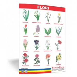 Flori - plansa 50x70 - Proiecte Tematice