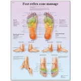 Plansa : Zonele reflexogene ale piciorului