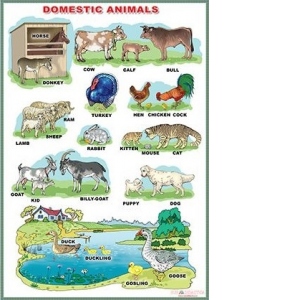 Plansa: Domestic Animals / Wild animals (DUO)