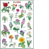 Plansa: Flori