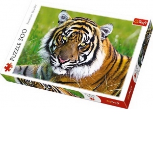 Puzzle Trefl 500 Tigru