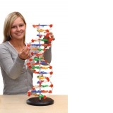 Spirala ADN, model mare